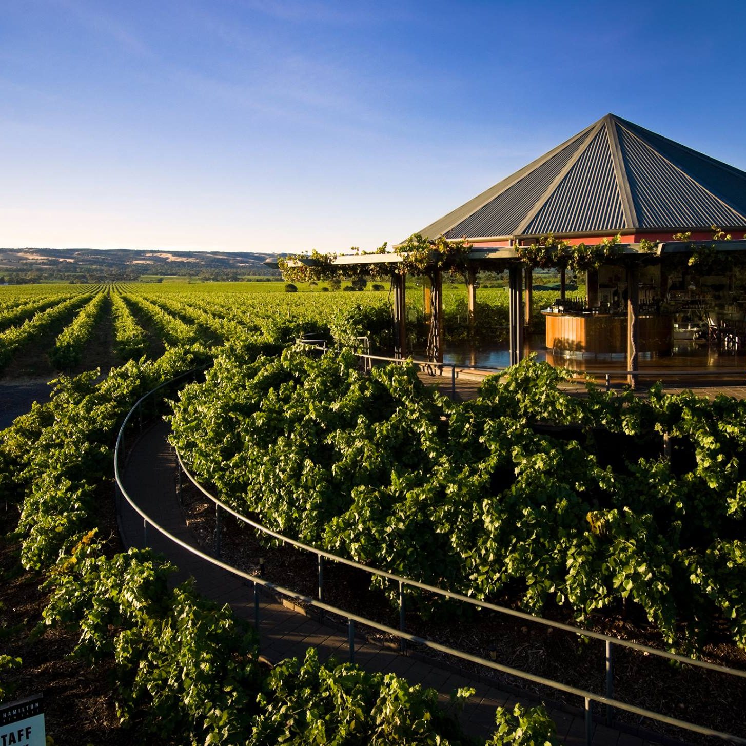 hugh-hamilton-wines-vineyard