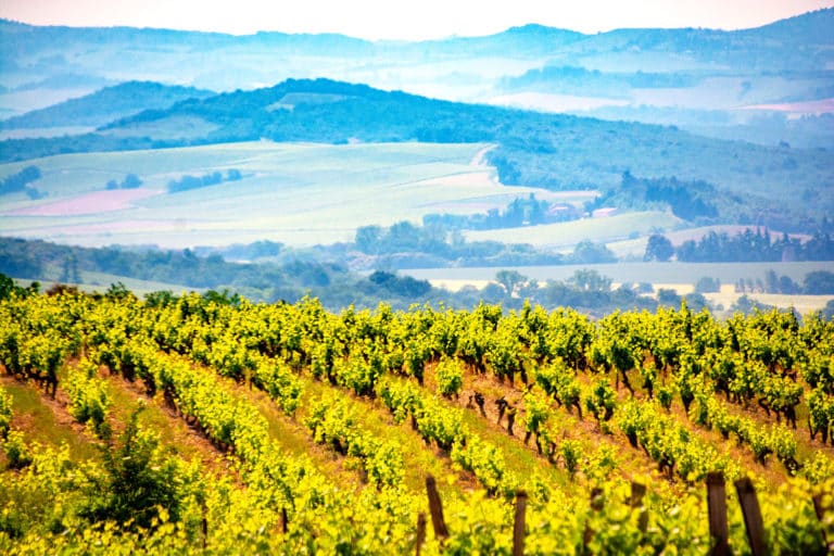 vignes_limoux-768x512