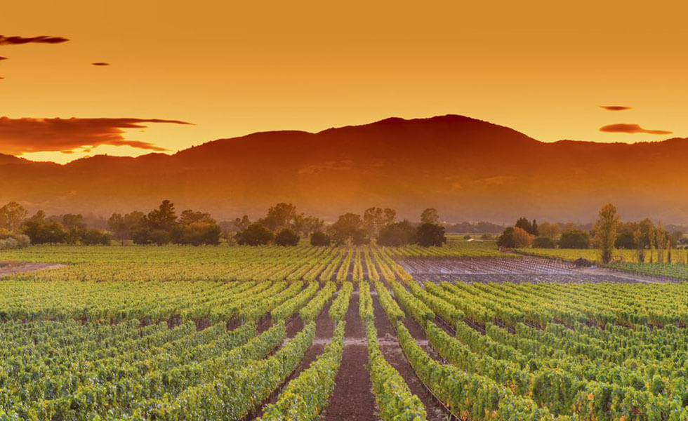 Viñedo California